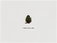 藏品(藍帶條金龜)的圖片